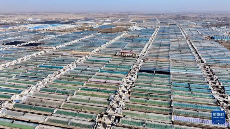 宁夏贺兰：发展设施农业 助力乡村振兴
