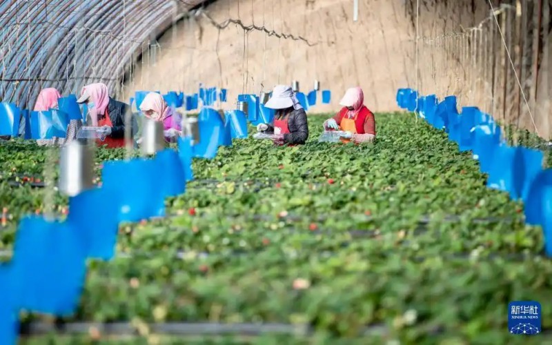 1月15日，农民在位于宁夏银川市贺兰县习岗镇的新平村设施园区草莓温棚内采摘草莓。
