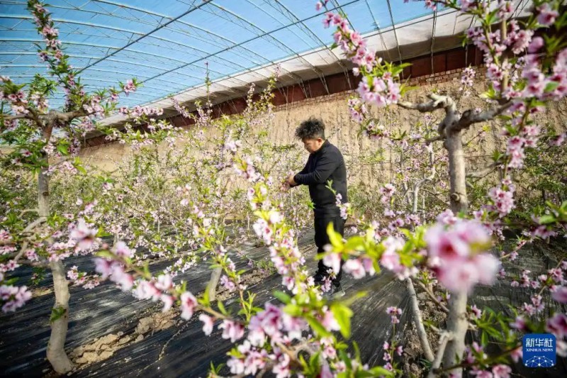 1月15日，农民在位于宁夏银川市贺兰县习岗镇的新平村设施园区桃子温棚内劳作。