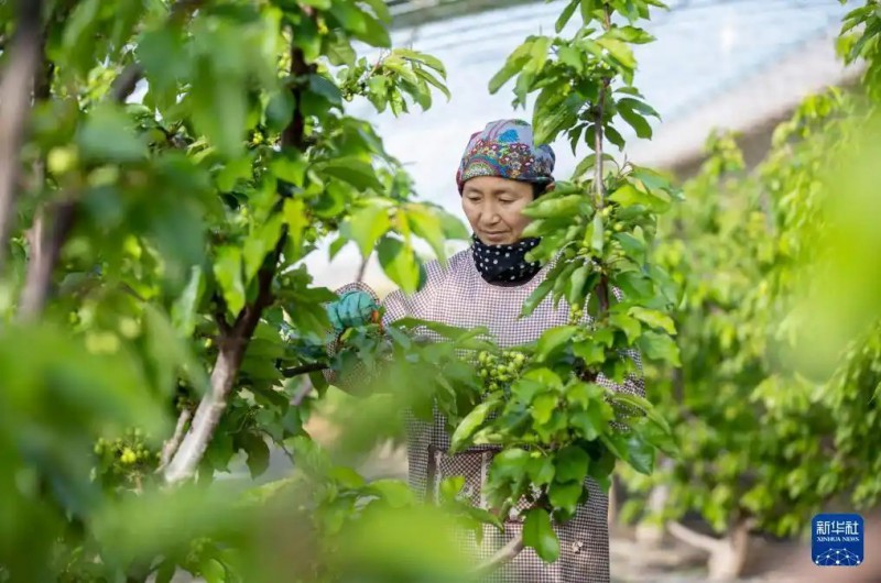 1月15日，农民在位于宁夏银川市贺兰县习岗镇的新平村设施园区樱桃温棚内劳作。