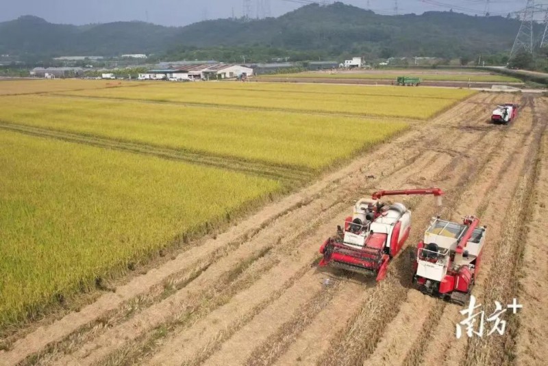在华南农业大学水稻无人农场，无人驾驶收获作业机正在卸粮