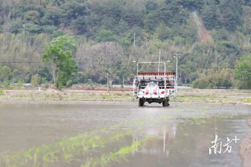 无人驾驶水稻插秧机现场作业演示