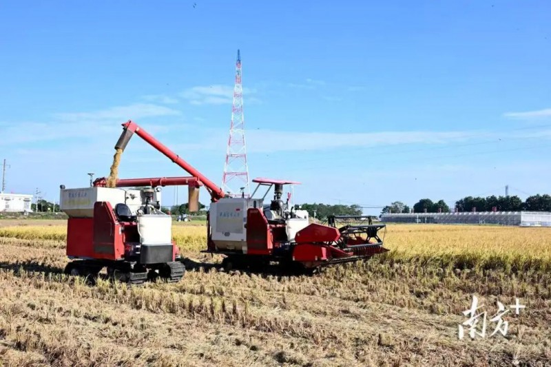 广州市黄埔区大吉沙岛智慧农场内，无人驾驶收获机正向运粮车自动卸粮