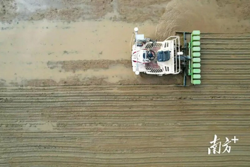 在华南农业大学水稻无人农场，罗锡文院士团队演示无人驾驶水直播作业