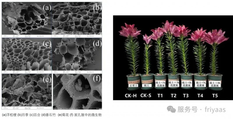 常见花卉废弃物转化后的生物炭电镜图及其在连作障碍土壤中的改良效果（资料图）。