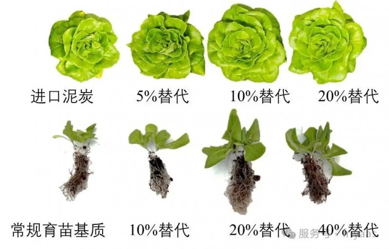 花卉废弃物转化后生物炭替代泥炭基质实验效果（资料图）。