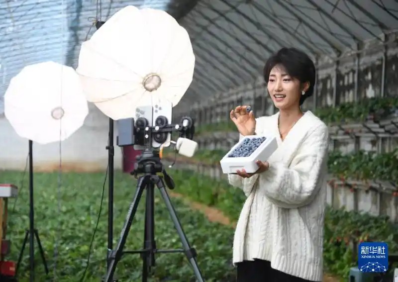 2月26日，在北京市平谷区山东庄镇鱼子山村一处设施农业基地的大棚内，工作人员直播销售蓝莓