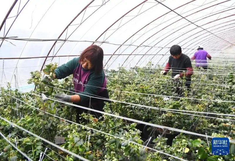 2月26日，在北京市平谷区山东庄镇鱼子山村一处设施农业基地的大棚内，工作人员管护蓝莓