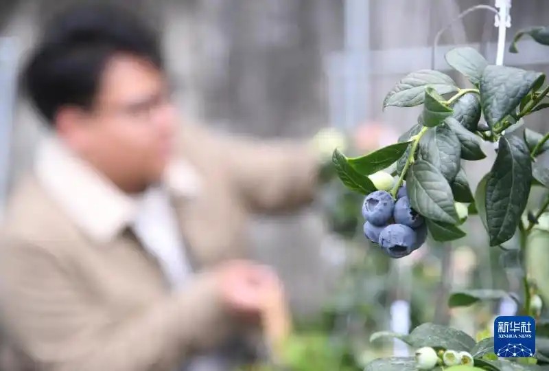2月26日，市民在北京市平谷区山东庄镇鱼子山村一处设施农业基地的大棚内采摘蓝莓
