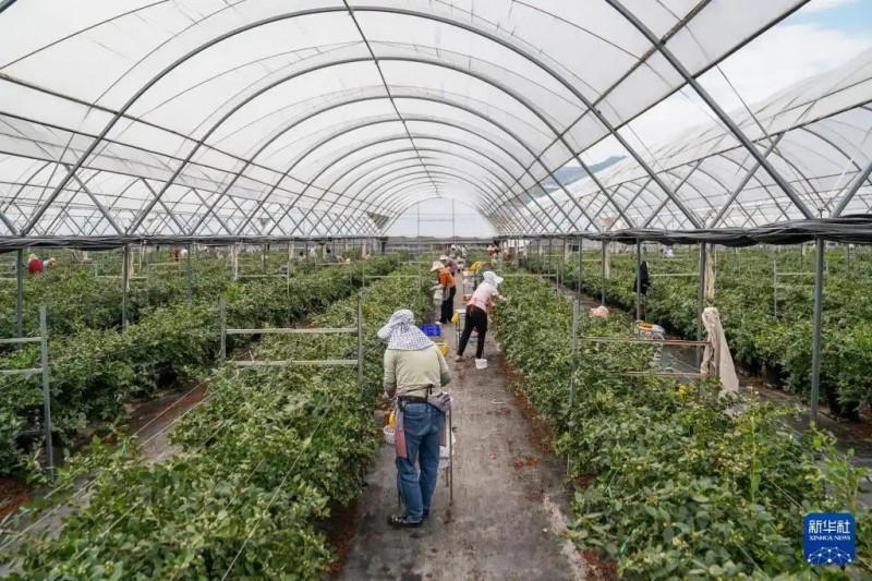 2月27日，工人在蒙自市一处蓝莓生产基地采摘蓝莓。新华社记者 彭奕凯 摄
