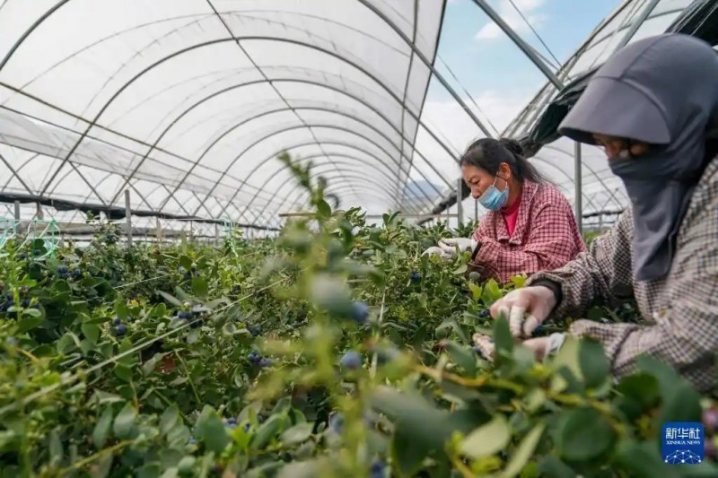2月27日，工人在蒙自市一处蓝莓生产基地采摘蓝莓。3