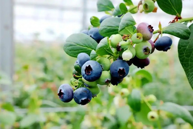 麻江蓝莓-大棚草莓开始成熟