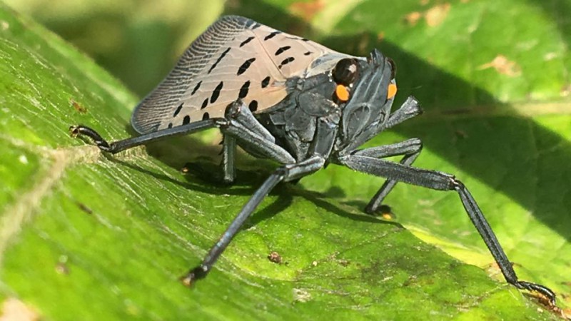 致力于寻找斑点灯笼蝇的生物防治方法