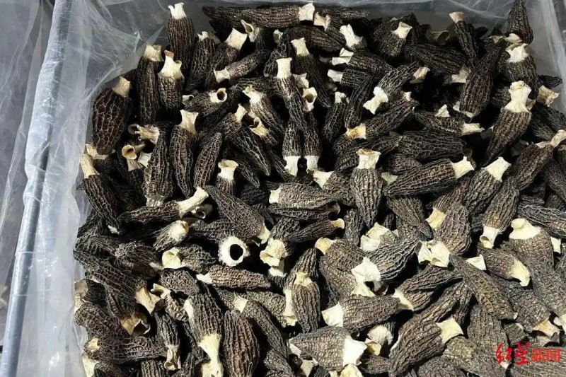 金堂县赵家镇这个全国最大的羊肚菌集散中心-羊肚菌