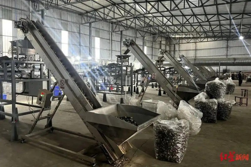 金堂县赵家镇这个全国最大的羊肚菌集散中心-羊肚菌分选中心2