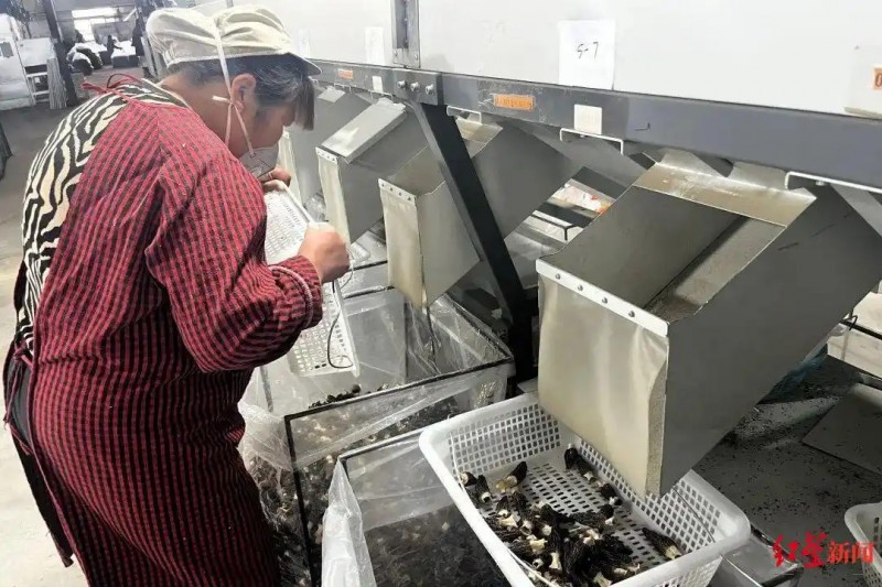 金堂县赵家镇这个全国最大的羊肚菌集散中心-羊肚菌分选中心3