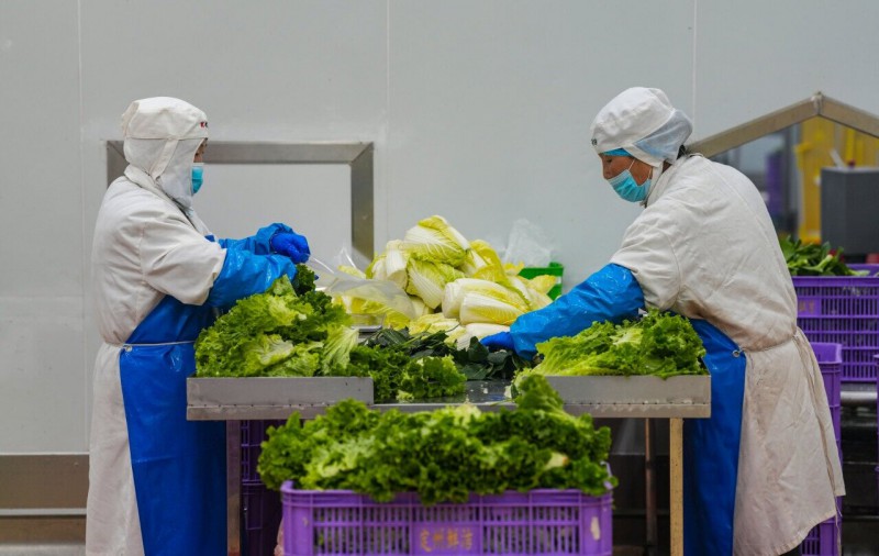 1月9日，定州市鲜洁农业科技有限公司员工在工作。河北日报记者 许佳奇摄