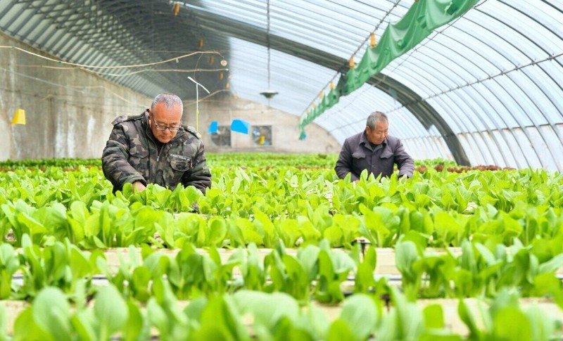 1月14日，永清县农民在大棚管护蔬菜。 河北日报记者 王伟摄