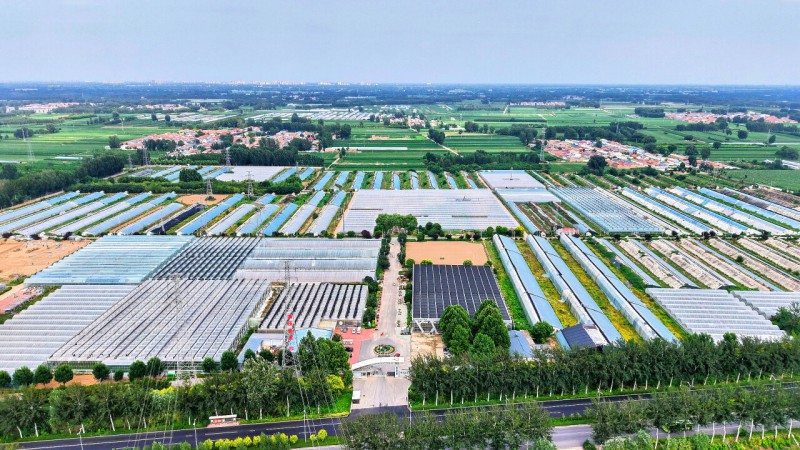 2025年7月14日，无人机航拍的固安县顺斋瓜菜种植专业合作社。河北日报记者 王伟摄