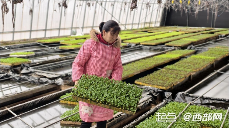 工人正在给生菜育苗