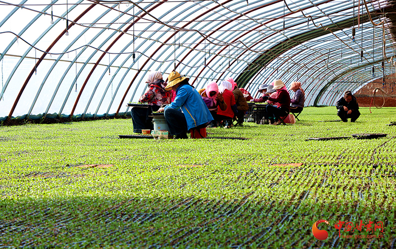 临泽：辣椒育苗