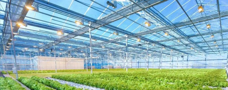 宁夏银川市兴庆区掌政镇春林村昆仑育苗3