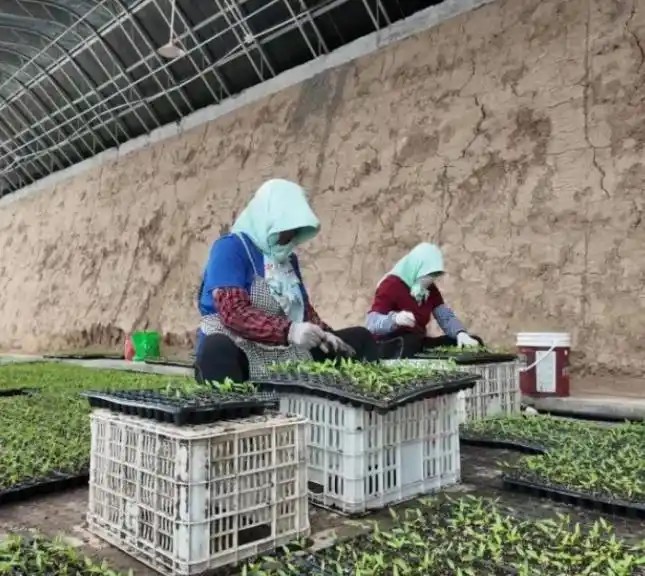 宁夏银川市兴庆区掌政镇春林村昆仑育苗7