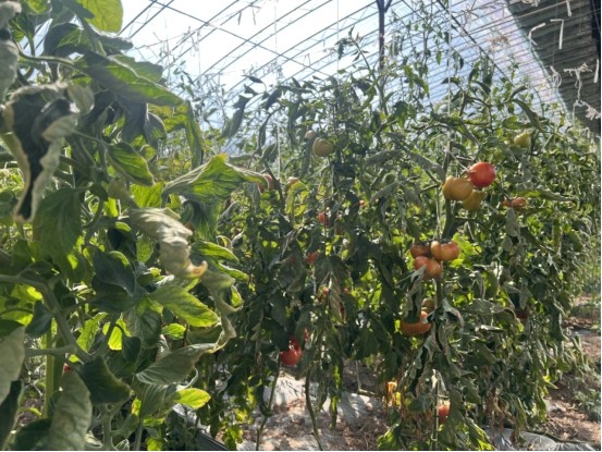 天津市静海区更新改造农业设施2