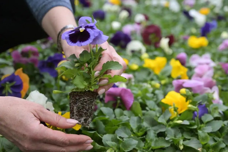 莫斯科的一个温室，一家市政园林企业的工作人员展示温室中培育的三色堇幼苗