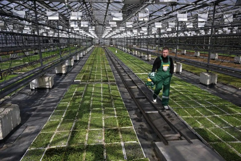 一家市政园林企业的工作人员在俄罗斯莫斯科的一个温室中工作