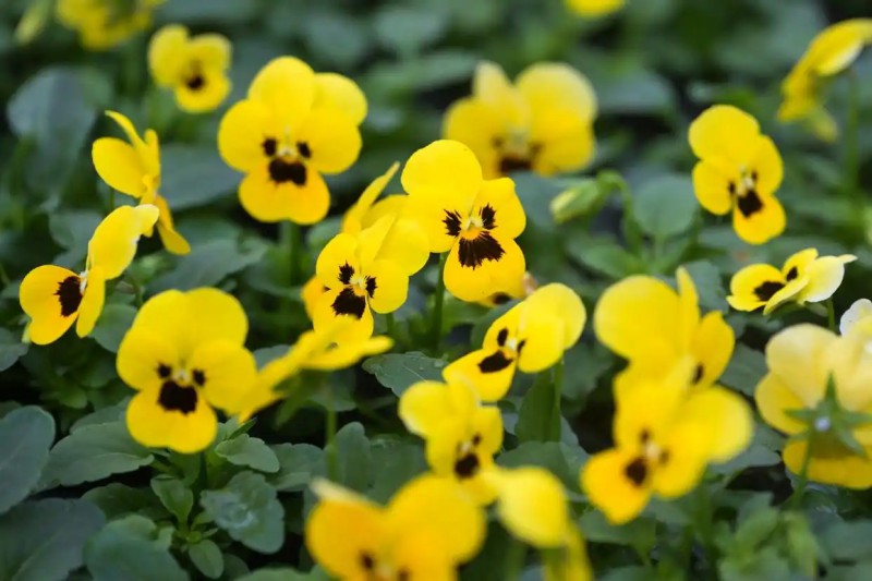 这是4月7日在俄罗斯莫斯科的一个温室拍摄的三色堇幼苗