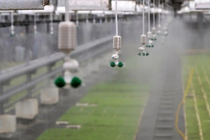 这是4月7日在俄罗斯莫斯科的一个温室拍摄的自动灌溉系统