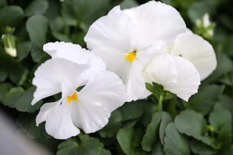 这是4月7日在俄罗斯莫斯科的一个温室拍摄的三色堇幼苗2