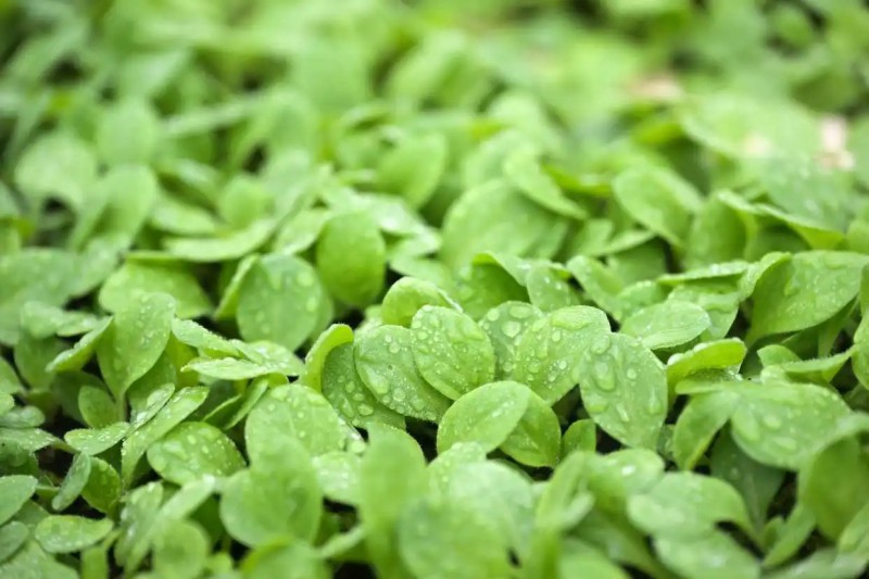 这是4月7日在俄罗斯莫斯科的一个温室拍摄的植物幼苗