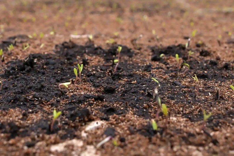 这是4月7日在俄罗斯莫斯科的一个温室拍摄的鲜花种子刚发出的嫩芽