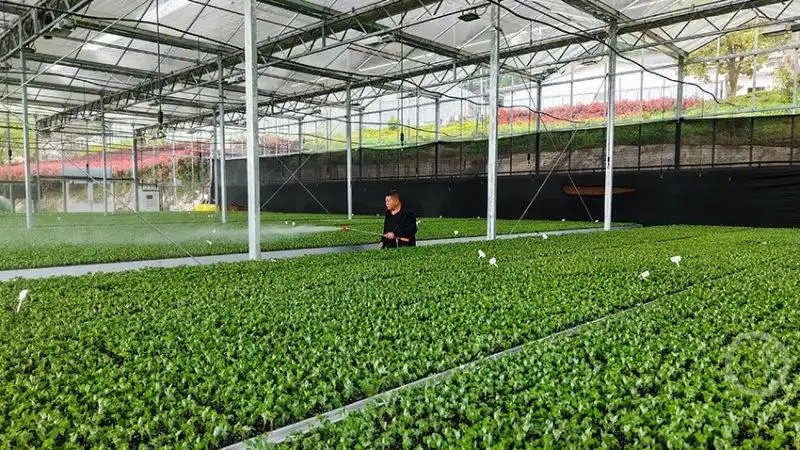 重庆市云阳县盘龙街道，菊农们正抢抓农时，依托智能化设备开展集中育苗1