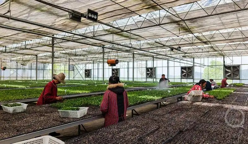 重庆市云阳县盘龙街道，菊农们正抢抓农时，依托智能化设备开展集中育苗2