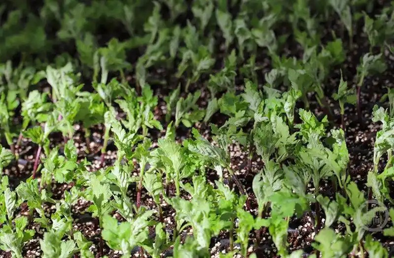 重庆市云阳县盘龙街道，菊农们正抢抓农时，依托智能化设备开展集中育苗3