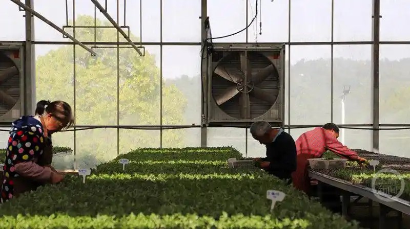 重庆市云阳县盘龙街道，菊农们正抢抓农时，依托智能化设备开展集中育苗5