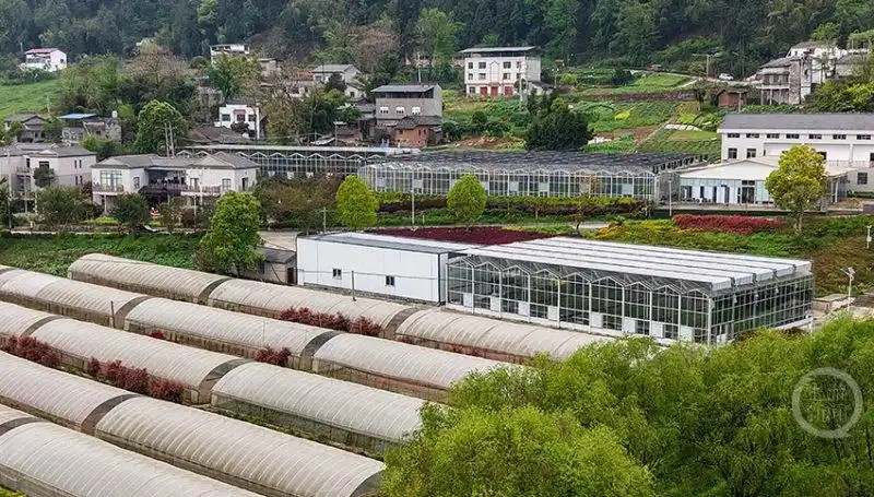 重庆市云阳县盘龙街道，菊农们正抢抓农时，依托智能化设备开展集中育苗6