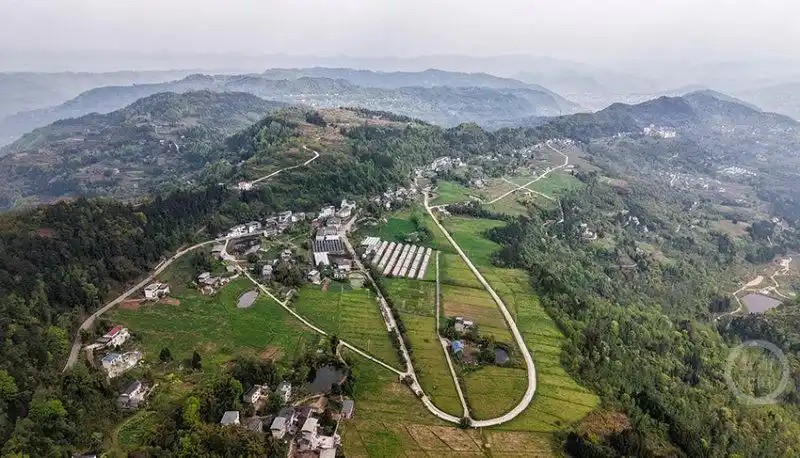 重庆市云阳县盘龙街道，菊农们正抢抓农时，依托智能化设备开展集中育苗7