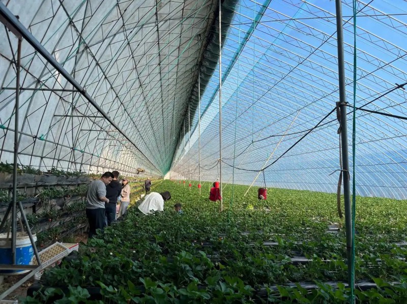 辽宁丹东东港草莓产业升级1