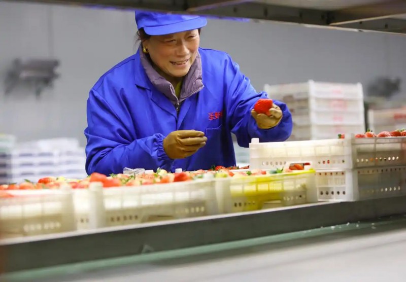 辽宁丹东东港草莓产业升级2