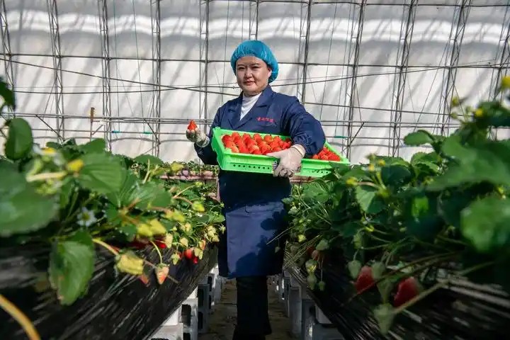 辽宁丹东东港草莓产业升级3