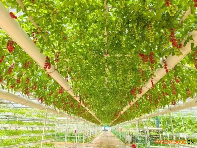 第二十七届中国（寿光）国际蔬菜科技博览会1