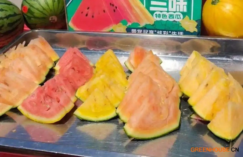 &ldquo;五色三味&rdquo;西瓜展示