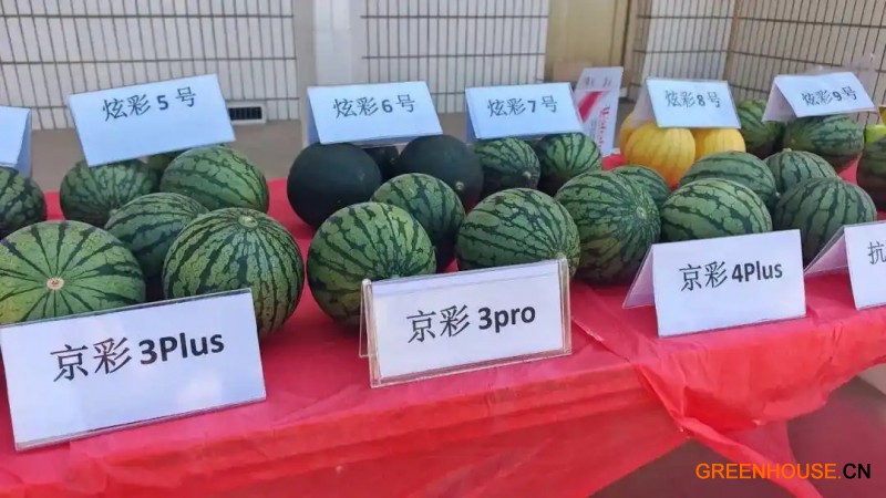 各品种西瓜展示