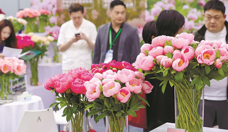展会上的优质花卉