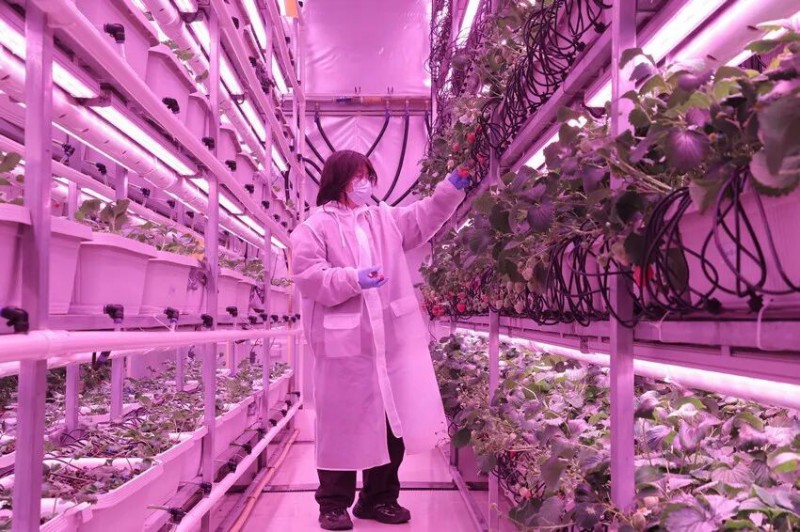 欧普智莓团队工作人员正在采摘样本果实,准备进行精细的数据测量。陆云波摄