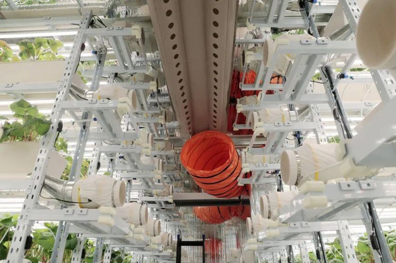 植物工厂顶部加装大功率通风系统,构建起自上而下的气流循环。陆云波摄